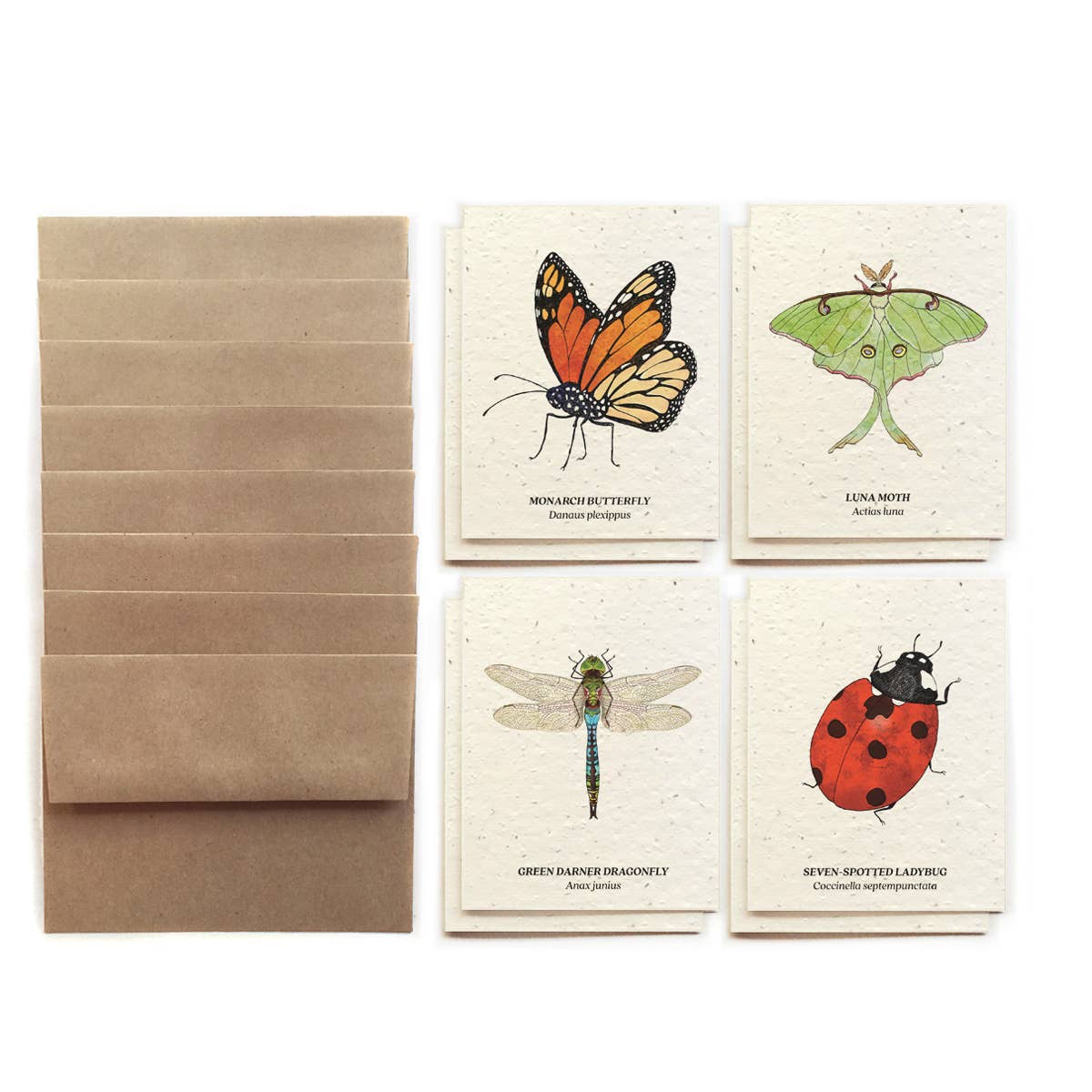 Insect Card Set - Plantable Wildflower Seed Paper: No Front Sleeve