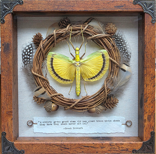 9"x9" Yellow Black Green Stick Bug from Malaysia (Tagesoidea nigrofasciata) Shadowbox Frame