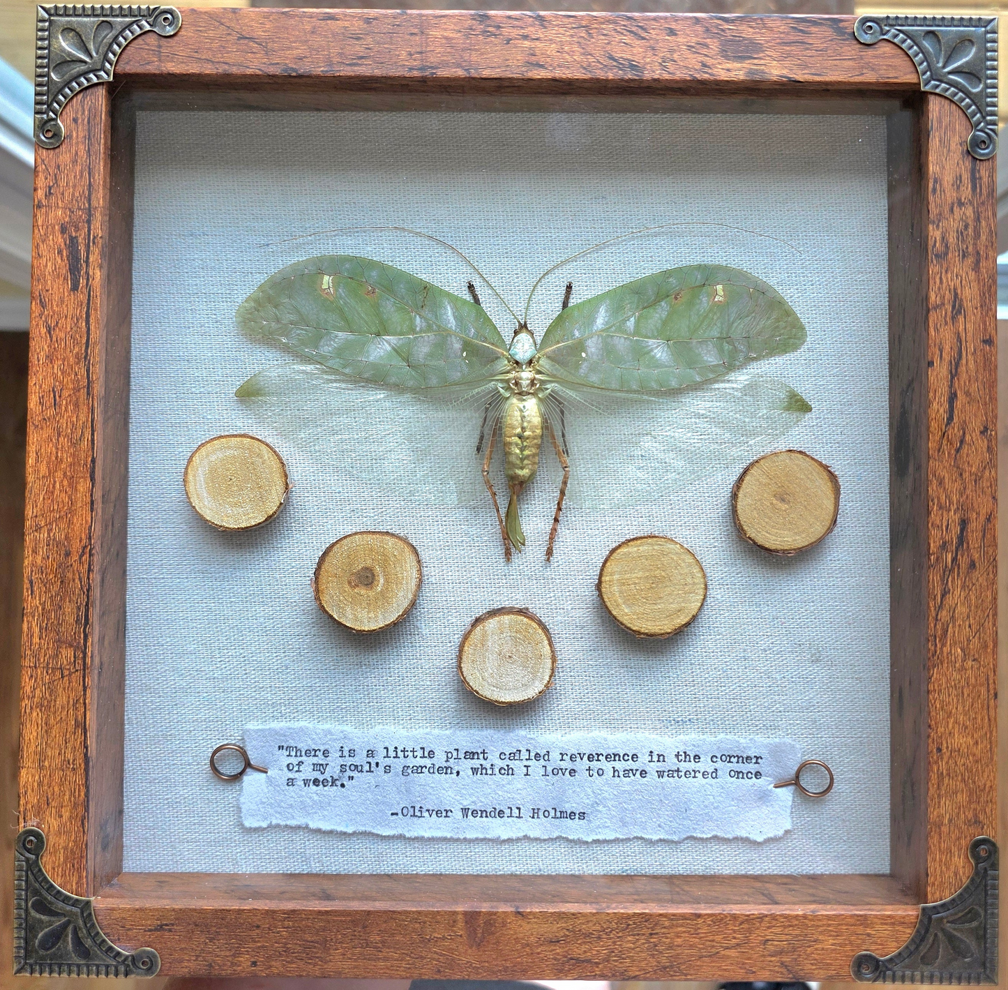 9"x9" Giant Bush Cricket (Onomarchus uninotatus) Shadowbox Frame