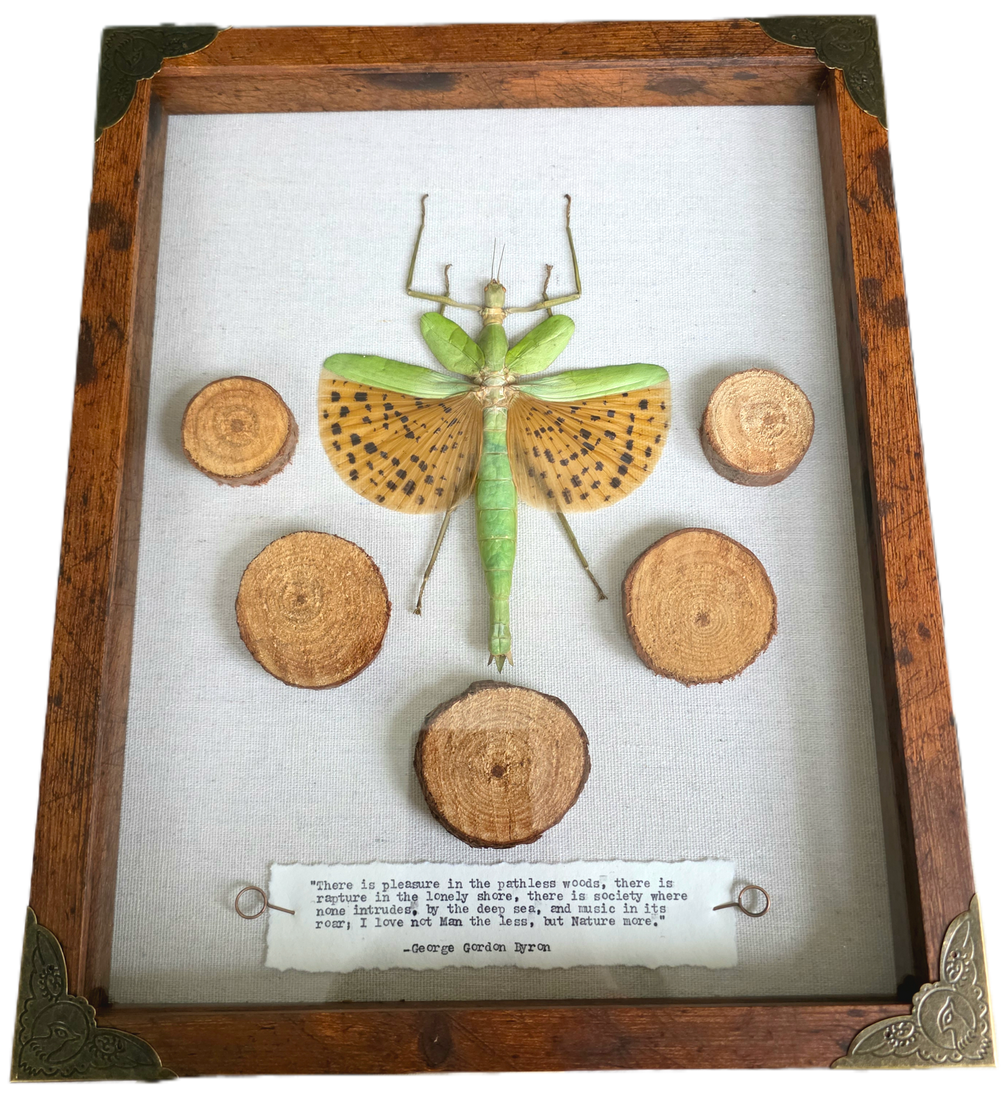 11"x14" Java Giant Walking Stick Bug (Paracyphocrania major) Shadowbox Frame
