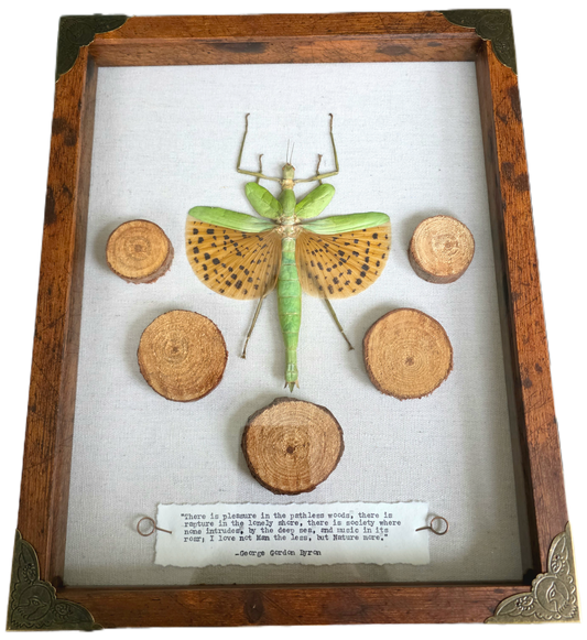 11"x14" Java Giant Walking Stick Bug (Paracyphocrania major) Shadowbox Frame